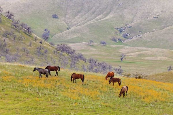 USA, California, Caliente Horses in meadow